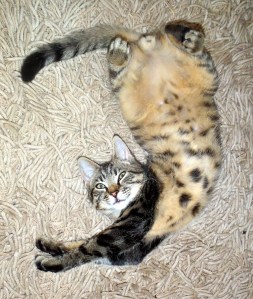 Ollie's Sleeping Pose