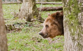 Dartmoor Zoo - Bear in the woods by Hannah Sterry