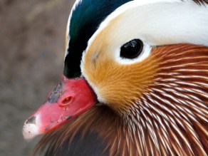 Dartmoor Zoo Mandarin Duck - Photo by Hannah Sterry