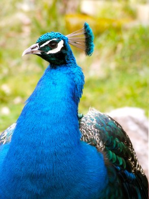 Dartmoor Zoo Peacock by Hannah Sterry