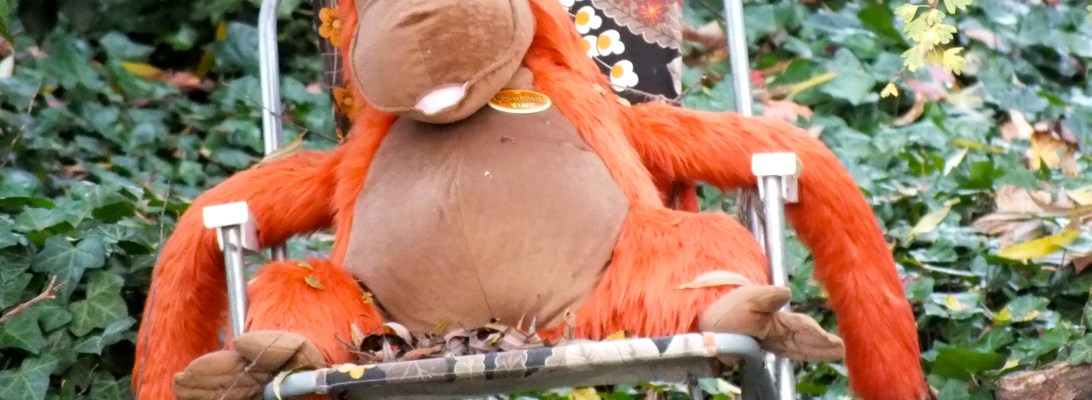 Lazy Orangutan in Bedford Park