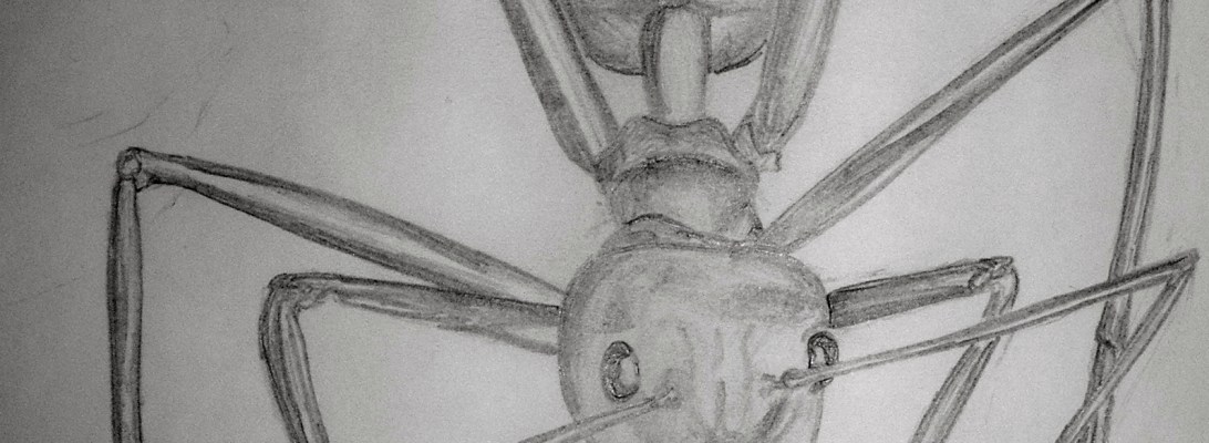 Leafcutter Ant by Hannah Sterry