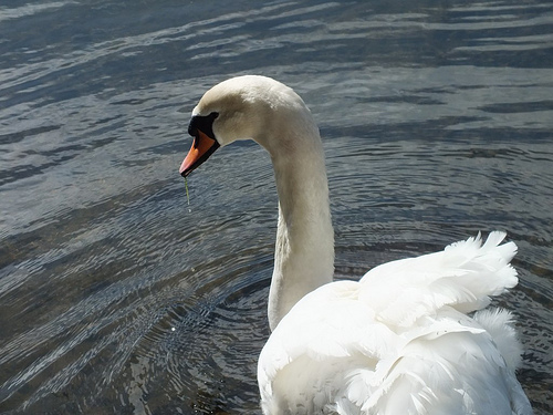 Ruffled feathers. Pure white. Careful though: The bad ones bite.