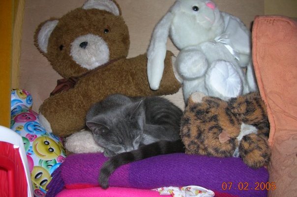 Happy caturday! I give you... catouflage (cat camouflage). Photo by Hannah Sterry.