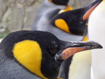 Emperor Penguins at Edinburgh Zoo. Photo by Hannah Sterry.
