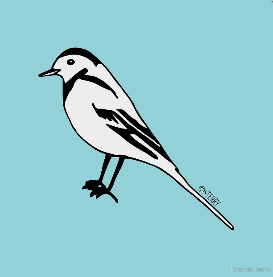 Pied Wagtail - Bird illustration by Hannah Sterry (Sterry Cartoons).
